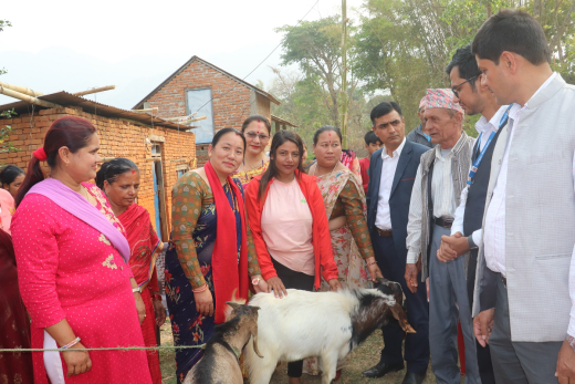 व्यावसायिकतामा जोड दिन पाल्पामा बाख्रा उपहार